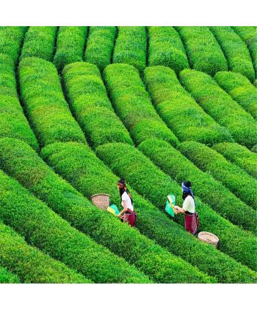 100g Th vert de Th Biluochun de Chine Th Vert - Buy Online on GoSupps.com