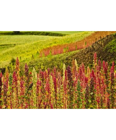 Organic Royal White Quinoa 5 Pounds - Whole Grain | Non-GMO, Kosher, Raw & Vegan | Sirtfood Superfood - Bulk 5 Pound Pack - Buy Online on GoSupps.com