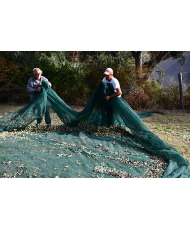  MIRACCO MIRACCO Organic Extra Virgin Olive Oil from Calabria Italy 1 L - Buy Online on GoSupps.com