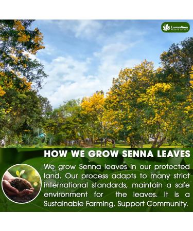 Lavendium Premium 55 Senna Leaf Tea Bags 100% Natural & Pure from Senna Leaves. Loose Leaf Senna Herbal Tea Made with Natural Material Tea Bags. No Sugar No Caffeine No Gluten Vegan. Senna 55 Bags - Buy Online on GoSupps.com