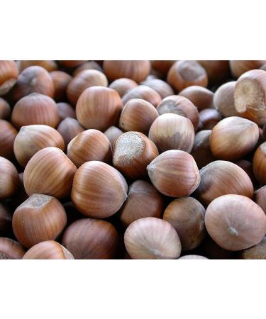 Natural Food Hazelnuts in the shell 10kg PREMIUM Fresh straight from Poland Grande - Buy Online on GoSupps.com