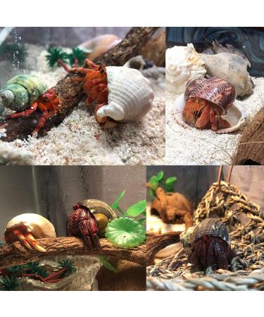 Hermit Crab Shells Set - 17PCS of 9 Types, Medium to Small Growth Turbo Seashells 0.6-1.6 Inch, Various Opening Sizes, Natural - Buy Online on GoSupps.com