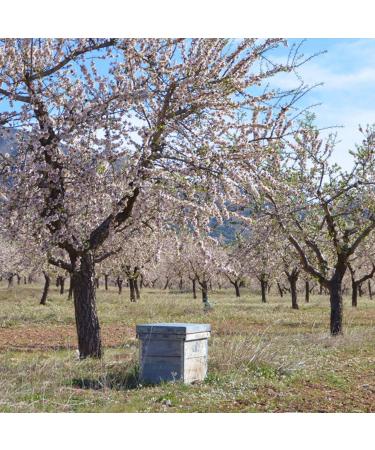 Organic Almonds 800g - 100% Sweet Almonds | Refillable Pack | Regenerative Agriculture from Spain - Shop Internationally - Buy Online on GoSupps.com