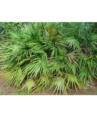 prostate support pills - PROSTATE SUPPORT PILLS - saw palmetto with nettle root saw palmetto capsules and nettle root prostate supplements for men saw palmetto for men prostate 2 Bottle 120 Caps - Buy Online on GoSupps.com