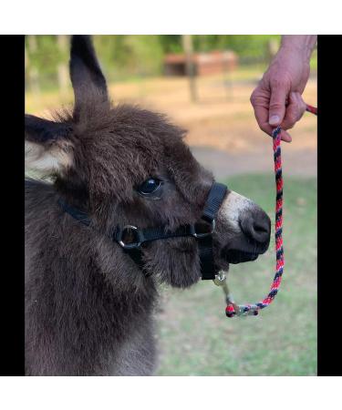 HalterUp Miniature Horse Foal Halter and Lead Rope - Stylish Black Halter for Mini Horses up to 6 Months - Buy Online on GoSupps.com
