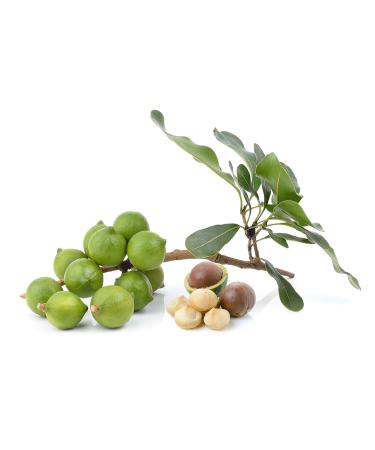 Buy MacadamiaS ns Bio Certified Macadamia Nuts | Natural & Unsalted | Whole Cores | 1 kg | Fairly Traded from Kenya - Buy Online on GoSupps.com