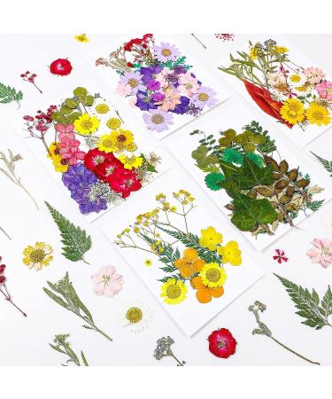 Nuanchu Real Dried Pressed Flowers - 200 Pieces for Resin Mold, Scrapbooking, DIY Crafts - Daisy, Leaves for Jewelry, Candle Making - Buy Online on GoSupps.com