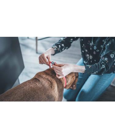 Vetocanis Red Dog Control Collar - 7 Years | Effective Training Solution - Buy Online on GoSupps.com