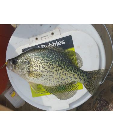 Buy Kodiak Crappie Kandy Cubes Maggot 1 - Premium Crappie Bait | International Shipping Available - Buy Online on GoSupps.com