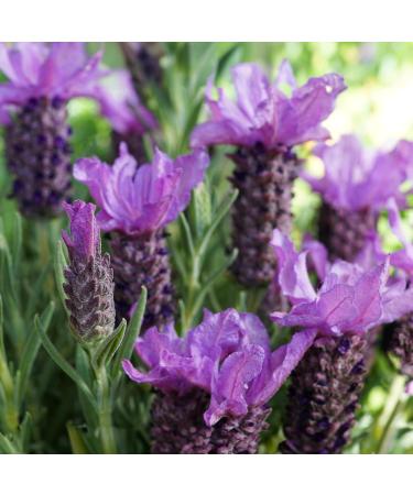 Pai Skincare - Phytofill 1% Firming Booster | Natural Vegan Sensitive Skincare (0.3 fl oz | 10 ml) - Buy Online on GoSupps.com