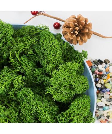 TKOnline 4 oz Preserved Green Moss for Fairy Gardens, Potted Plants, DIY Crafts, Floral Projects, Weddings - Buy Online on GoSupps.com