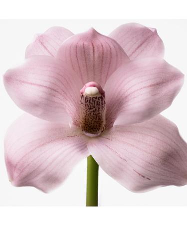 Calvin Klein Euphoria Eau de Toilette Women's Gourmand Perfume With Notes of Sparkling Plum Orchid Accord & Warm Vanilla Luxury Perfumes for Women Long Lasting Fragrance 3.4 Fl Oz - Buy Online on GoSupps.com