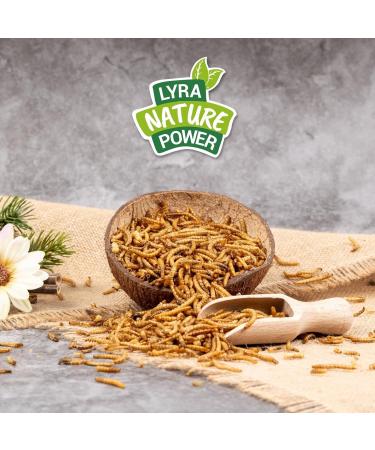 Lyra PET 2 kg Mealworms - Premium Protein Snack for Hamsters Rats & Racing Mice | Gently Dried Nutrient-Rich Ideal for Rodents | Natural Energy Boost - Buy Online on GoSupps.com