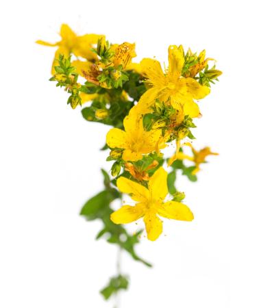St. John's Wort Oil Massage Oil 100ml - Hypericin-free - Professional therapist quality - Dorn Breuß Massage