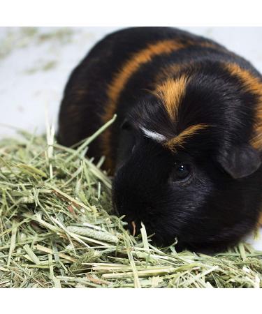 Vitakraft Timothy Hay for Guinea Pigs, Rabbits, Chinchillas - 3.5 lb (Pack of 1) - Buy Online on GoSupps.com