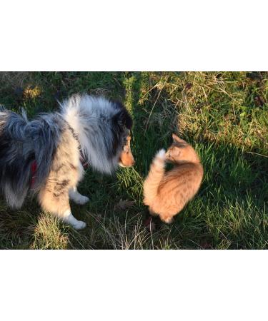 Horse-Direkt Salmon Oil for Dogs Cats & Horses - Pure Omega-3 6 & 9 Fish Oil Additive-Free BARF Oil 2.5 Liters - Buy Online on GoSupps.com