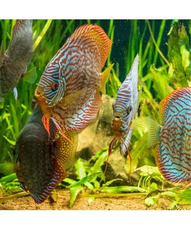 Aqua-Terra 15W Brightday White Replacement Bulb for Fish Pod 48/64 & 120L Aquarium - E27 Screw Base - Natural Daylight Effect - Buy Online on GoSupps.com