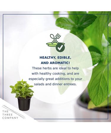 Live Aromatic Herb Combo in Decorative Cover - Stress Reliever with Lemon Balm, Lavender, and Mint - 12 Tall x 6 Wide - 1.25 Quart Pot - Buy Online on GoSupps.com