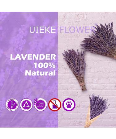 Dried Lavender Bundles - Uieke Natural Flowers for Home Decoration & Fragrance (16 280-300 Stems, 2 Bundles Purple) - Buy Online on GoSupps.com