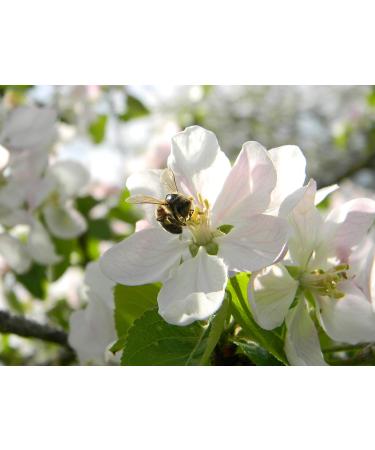 My bee bread 250g Bee bread pergoa fermented pollen raw & natural without preservatives without genetic engineering suitable for vegetarians 2021 harvest - Buy Online on GoSupps.com