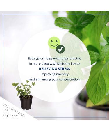 6-Pack Eucalyptus Herb: Natural Air Purifier, Aromatic & Healthy - 8 Tall x 3 Wide - Buy Online on GoSupps.com
