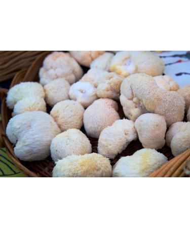 British Grown Lion's Mane Dried Mushrooms 25g by The Fine Fungi co. (5 Servings). Premium Quality - Vegan - Palm Oil and GMO Free - Buy Online on GoSupps.com