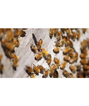 Wedderspoon 100% RAW Manuka Honey KFactor 12+ 250g - Buy Online on GoSupps.com
