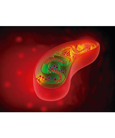  100% Natural 100% Natural Quinol10 Vitamin B1 - 60 Capsules - Buy Online on GoSupps.com