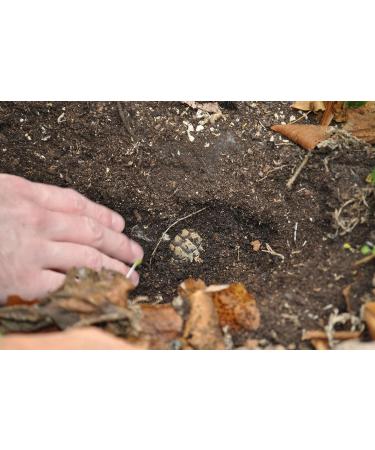 Linsor Turtle Soil - Natural Fertilizer-Free Substrate for Tortoises & Reptiles | 50 Liters - International Shipping Available - Buy Online on GoSupps.com