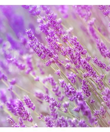 Calm Me Down Skin Balm 100ml | Nourishing Relief for Dry Skin | International Shipping - Buy Online on GoSupps.com