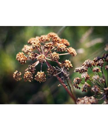 Gourmetia Cumin Whole 800g - 100% Natural Cumin Seeds | Traditional Cultivation for Flavorful Caraway Tea - Buy Online on GoSupps.com