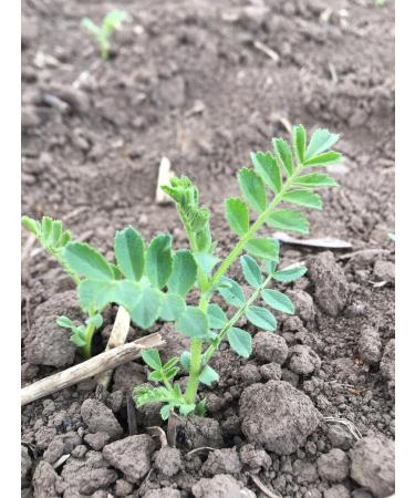 Buy Organic German Chickpeas - Value Pack | Homegrown Natural Vegan High Germination Capacity - Buy Online on GoSupps.com