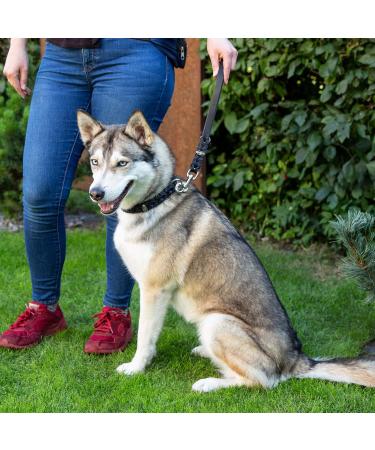 Premium Fat Leather Short Lead - 35 cm x 10 mm Brass Leash in Brown - Ideal for Dogs - International Shipping Available - Buy Online on GoSupps.com