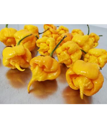  Assopepper di Massimo Utro CAROLINA REAPER RED YELLOW & CHOCOLATE TRIS OF 35g 99.9% Pepper CURRENT WORLD RECORD - Buy Online on GoSupps.com