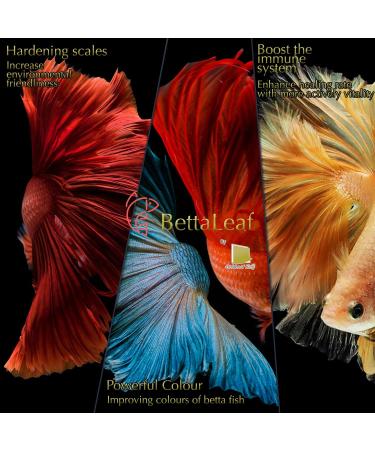 Indian Almond Leaves Leaf (15 25 Pieces) BettaLeaf 50 Grams Pack | 20-25cm. | Best Gold Brown Quality | Fish Tank for Betta Fish Shrimp Crayfish for Fish Healthy & Comfort - Buy Online on GoSupps.com