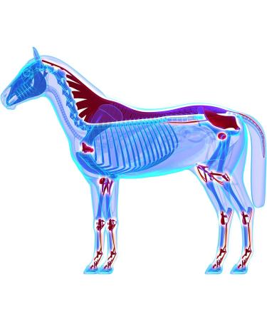 MEGA BOSWELLIA + Promotes Healthy Joints with Natural Pain Relievers and Anti-Inflammatories - an Effective Powerful Alternative to Bute (1.8 Kg) - Buy Online on GoSupps.com