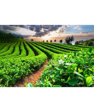 Me mer Earl Grey Tea Bags - 50 Vegan Gluten-Free & Lactose-Free | International Shipping Available - Buy Online on GoSupps.com