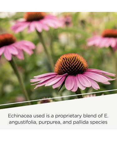 Integrative Therapeutics EHB - Immune Support Supplement with Vitamins A C & B6* - Mineral Support with Zinc - Dairy-Free & Gluten-Free - 60 Capsules (20 Servings) Standard Packaging - Buy Online on GoSupps.com