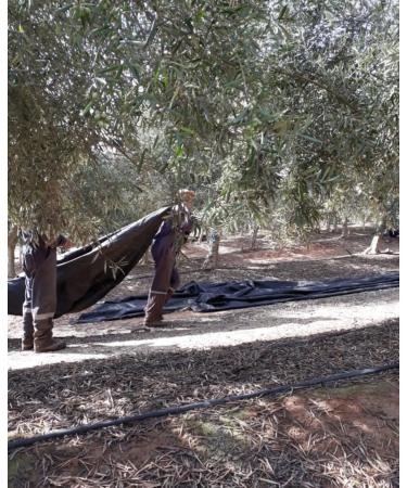 NEW Livo Olive Oil - ULTRA High Polyphenol - NEW CHILE 2025 Harvest - 500 ml - Buy Online on GoSupps.com