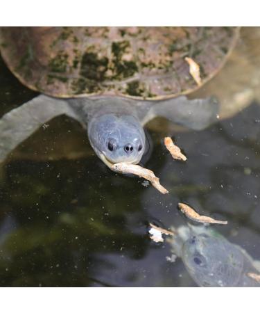 JBL Proterra PESCARUS 2.5l - Buy Online on GoSupps.com