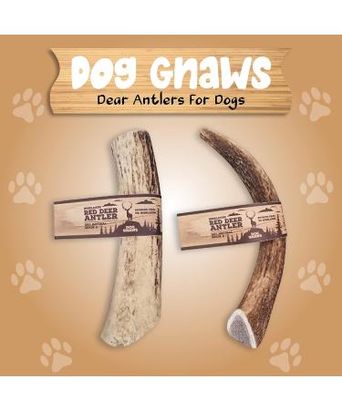 Dog gnaws Deer Antlers for Dogs Large Dog Antler Natural Dog Treats and Chews GradeA Sustainable Puppy Teething Toys & Dental Sticks Naturally-Shed Nutritious Dog Chew Toys Bones 135g-165g - Buy Online on GoSupps.com