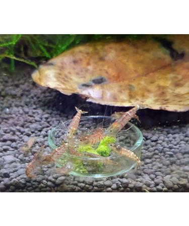 GARNELEN4YOU Barley Grass Sticks Premium Shrimp Food Sustainable Packaging Made in Germany Food Pellets for Shrimp Crayfish Snails and More. - Buy Online on GoSupps.com