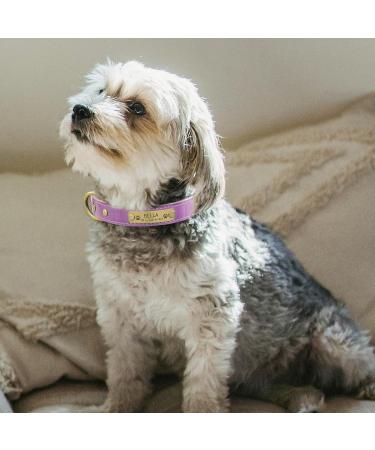 Senristar Personalized Leather Dog Collar with Engraved Name Tag Durable & Stylish for Small to Large Dogs | Light Violet Size S (28-34 cm) - Buy Online on GoSupps.com