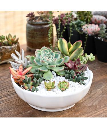 5 Pack Assorted Live Succulent Plants in 2 Starter Planter - Rare Small Indoor House Plants for Home Garden Decor - DIY Gift Set - Buy Online on GoSupps.com