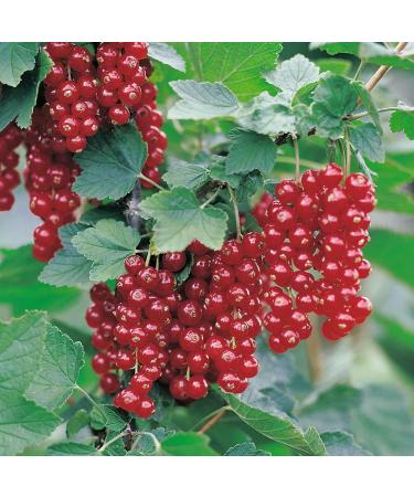 Buy Red Currant 'Jonkeer van Tets ' Standard Tree in Container - International Shipping Available - Buy Online on GoSupps.com