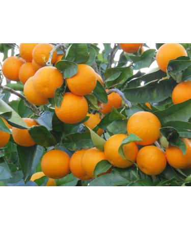 Semi Sweet Orange Albero Beatuful Fragrant Blooms & Sweet Oranges