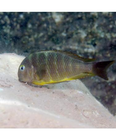 JBL PRONOVO MALAWI FLAKES M 250ml - Buy Online on GoSupps.com