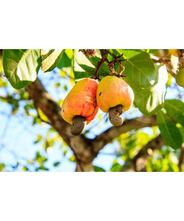 1 lb Raw Cashews - Non-GMO Deluxe Whole Nuts, Unsalted, Unroasted - W-320 Size, Vegan & Kosher - Bulk Packed - Rich in Phosphorus, Magnesium, Copper & Manganese - Buy Online on GoSupps.com