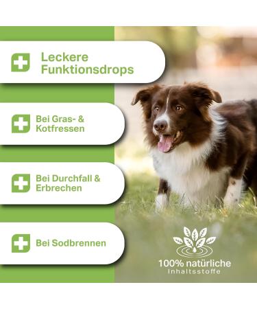 Medidog Darm Active Drops - 400g - Cold-Pressed Support for Dogs - Aids Digestion Diarrhea & Vomiting - With Inulin MOS Fennel & Psyllium Shells - Buy Online on GoSupps.com