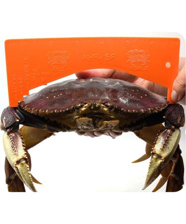 AirFly Crab Gauge - Accurately Measure Dungeness & Rock Crabs - Convex Design - Buy Online on GoSupps.com